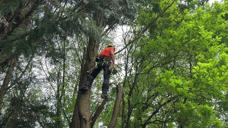 Professional Tree Services in Quitman, MS